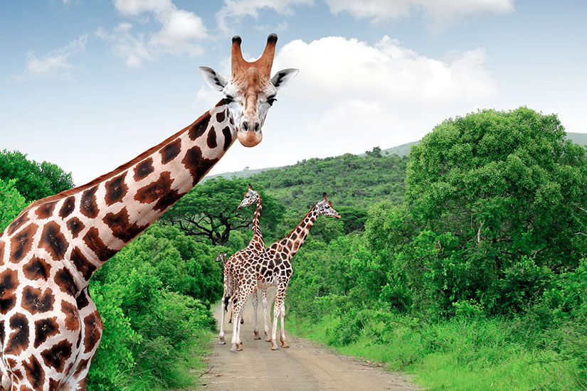image Afrique Sud Parc Kruger Girafes  it
