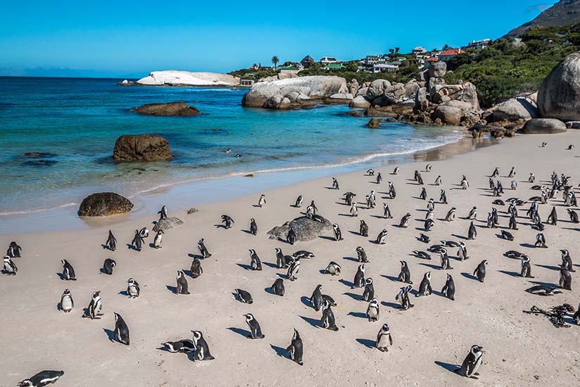 image Afrique du Sud Le Cap pingouins sur la plage de Boulders as_67587217