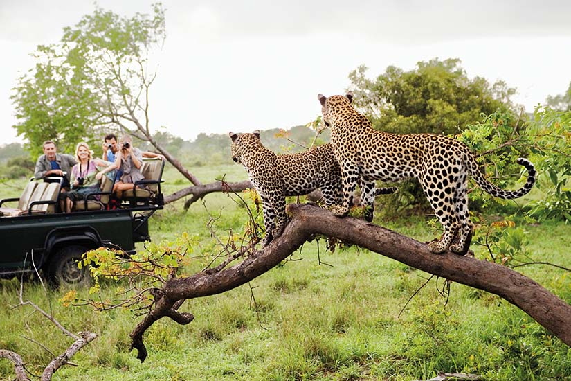 image Afrique du Sud Parc Kruger leopards as_316699974