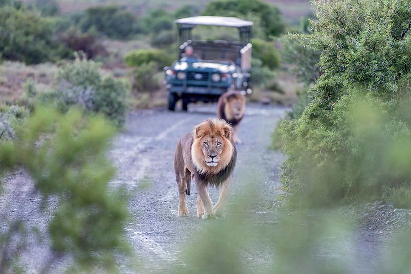 image Afrique du Sud Parc Kruger safari lions as_105801358