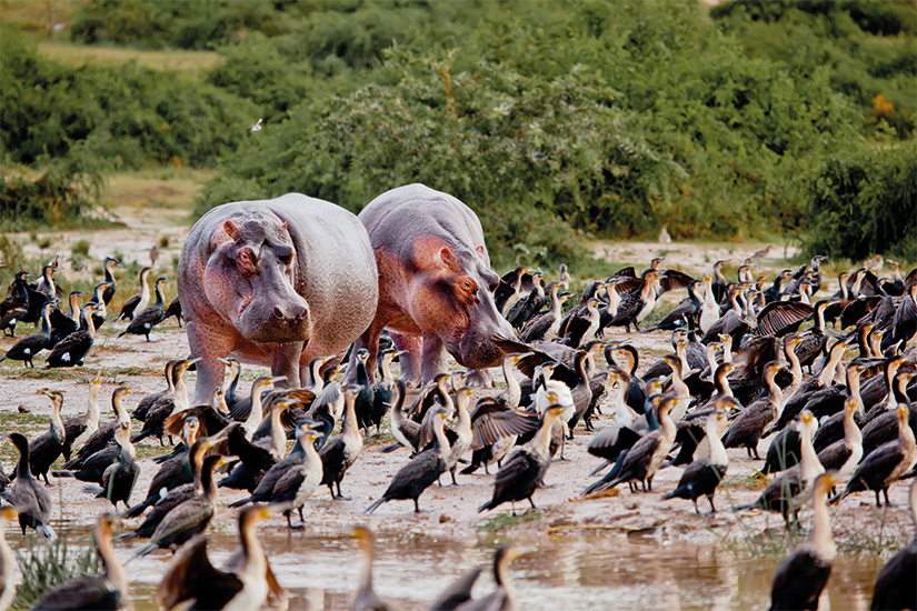 image Afrique du Sud deux hippopotames au bord du lac 17 as_78658187