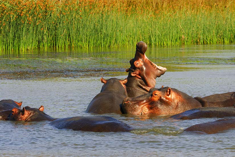 image Afrique du Sud hippopotames dans l estuaire de Sainte Lucie as_200051788
