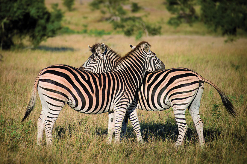 image Afrique du sud Deux zebres  fo