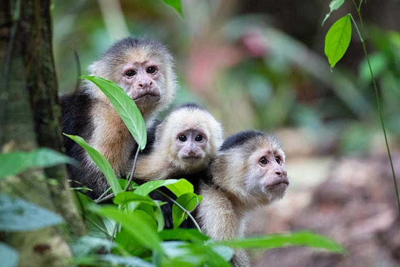 image Costa Rica Parc national de Tortuguero singes capucins is_1090081344