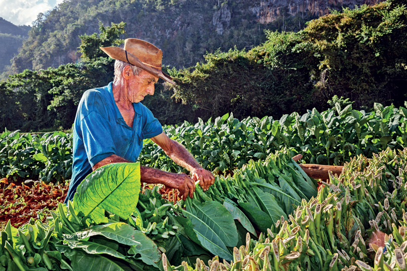 image Cuba vinales tabac recolteur paysan 77 as_101934264