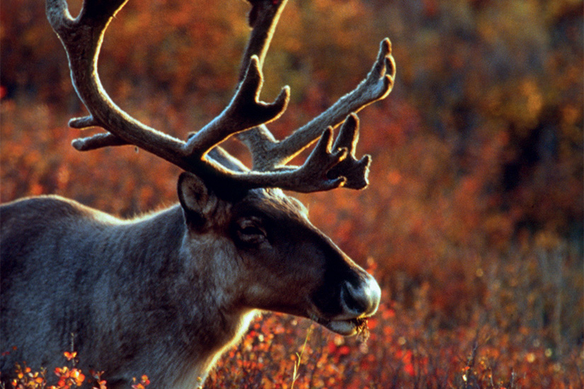 image Etats Unis Alaska Parc national et reserve de Denali caribou 50 it_1134298383