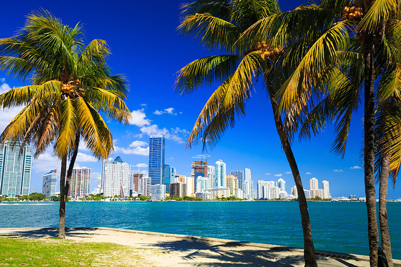 image Etats Unis Miami Palmiers panorama  it