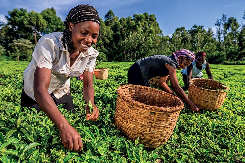 image Kenya plantation de cafe it_626123058