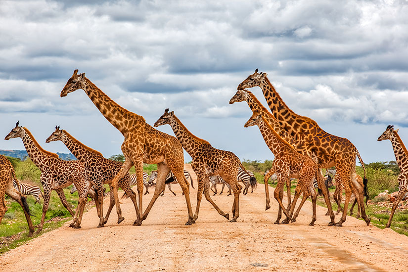 image Kenya reserve nationale du Masai Mara girafes et zebres it_1013567206