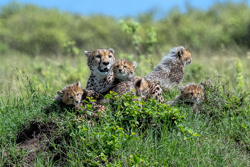 image Kenya reserve nationale du Masai Mara guepards it_1201763130