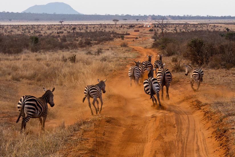 image Kenya zebres  fo