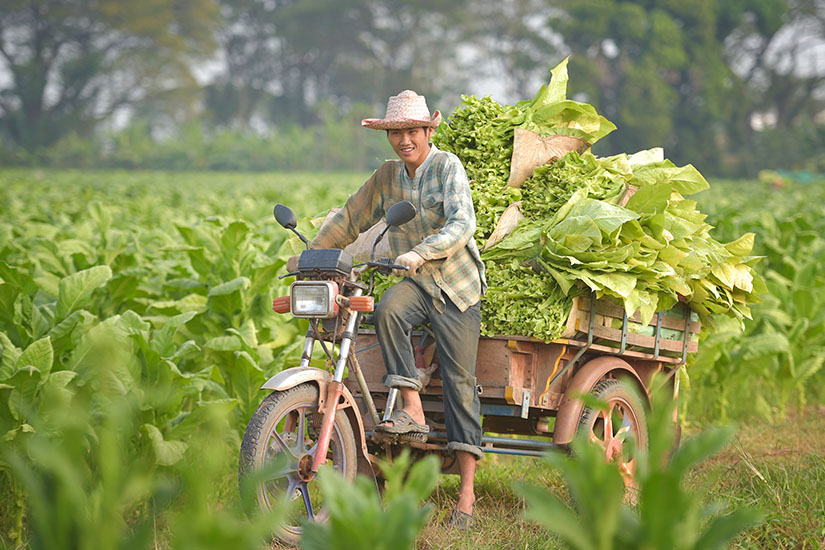 image Laos producteur de tabac as_136901625
