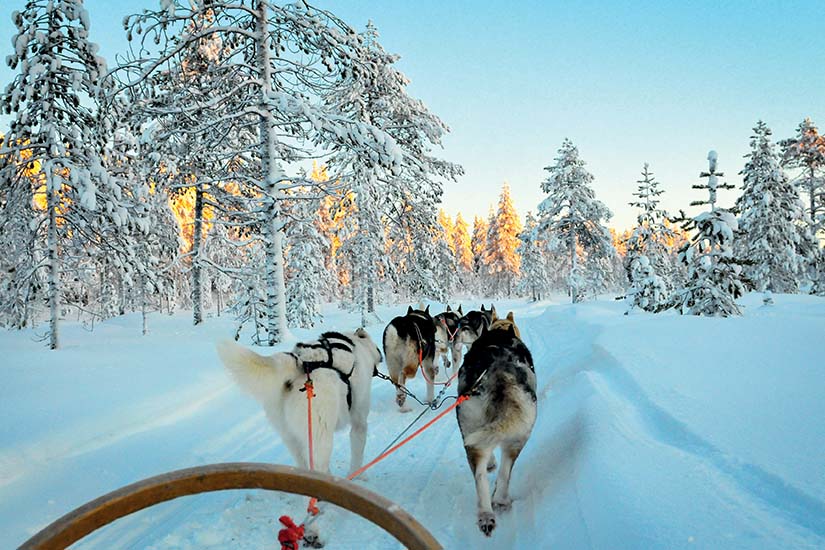 image Laponie Chiens de traineaux dans la foret as_124472096