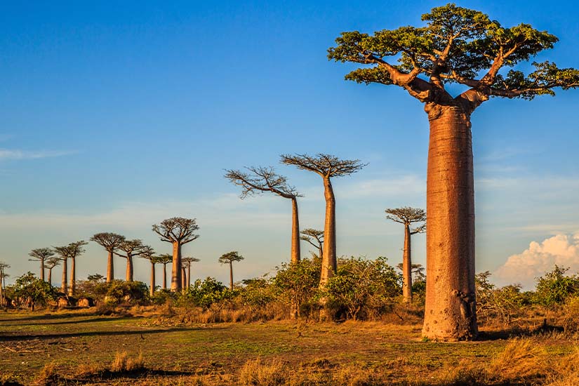image Madagascar Allee des baobabs as_169586438