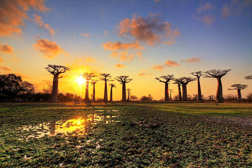 image Madagascar Baobab Paysage  it