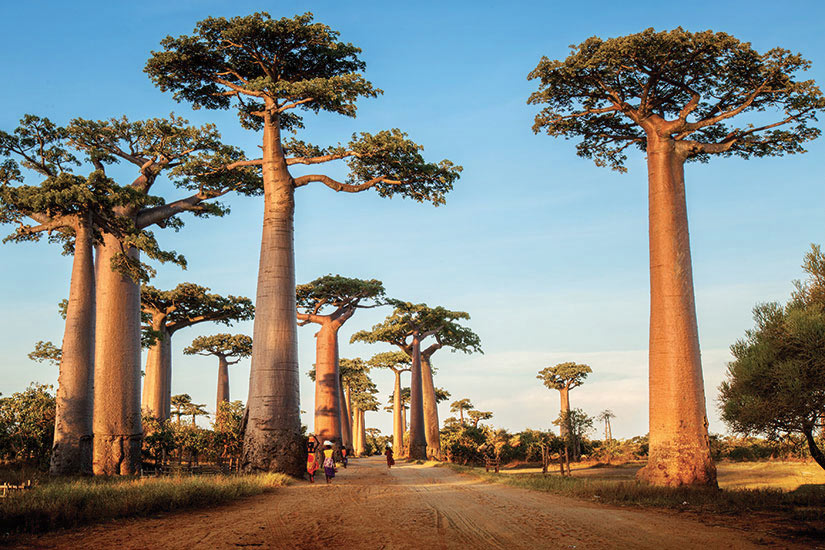 Madagascar - Circuit Madagascar, l'Ile Mosaïque