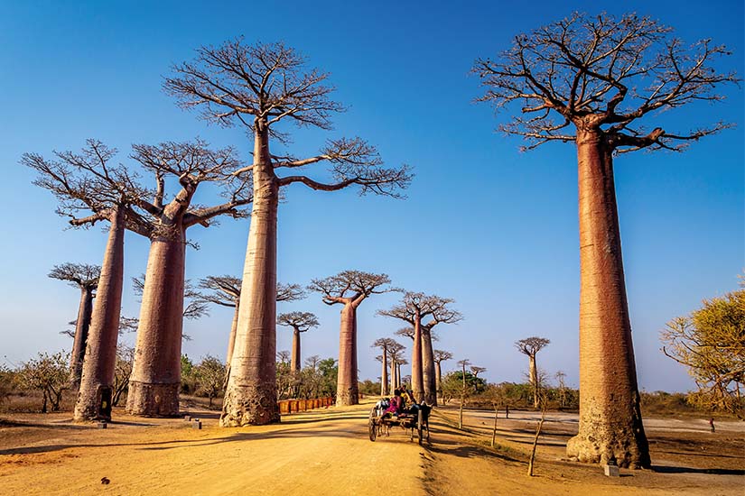 image Madagascar Morondova Tulear Baobas as_228798115
