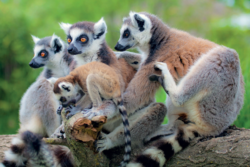image Madagascar makis lemuri 09 as_82745015