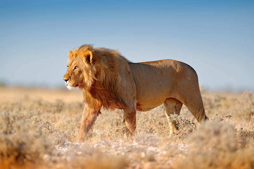 image Namibie Parc National d Etosha lion as_235517182