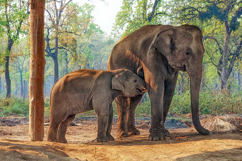 image Nepal Parc national du Chitwan Centre d elevage des elephants as_163552390
