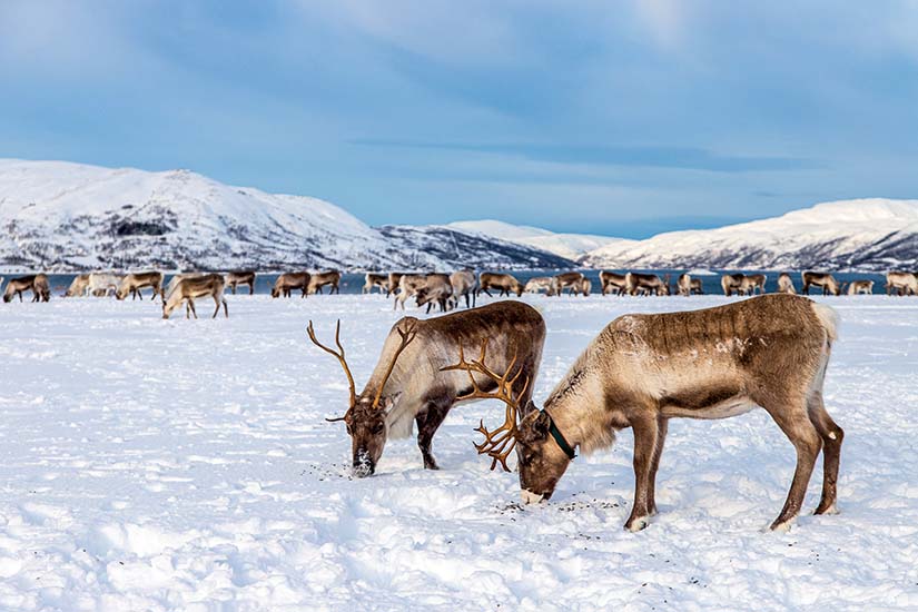 image Norvege Tromso Elevage de rennes as_336152017
