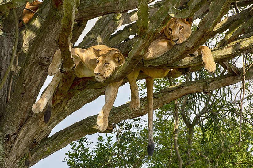 image Ouganda Parc National des monts Rwenzori lions grimpeurs aux arbres it_1163370131