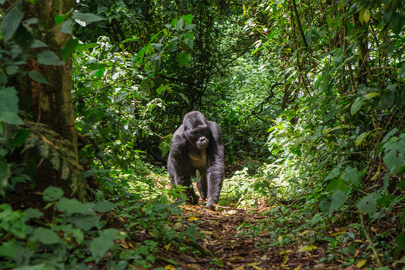 image Ouganda gorille des montagnes dans la Foret impenetrable de Bwindi it_697348174