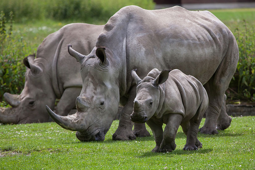 image Ouganda rhinoceros blanc it_613125668