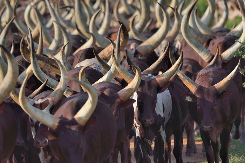 image Ouganda troupeau de vaches ankole it_1171757230