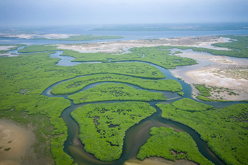 image Senegal Delta du Saloum mangrove is_1190332340