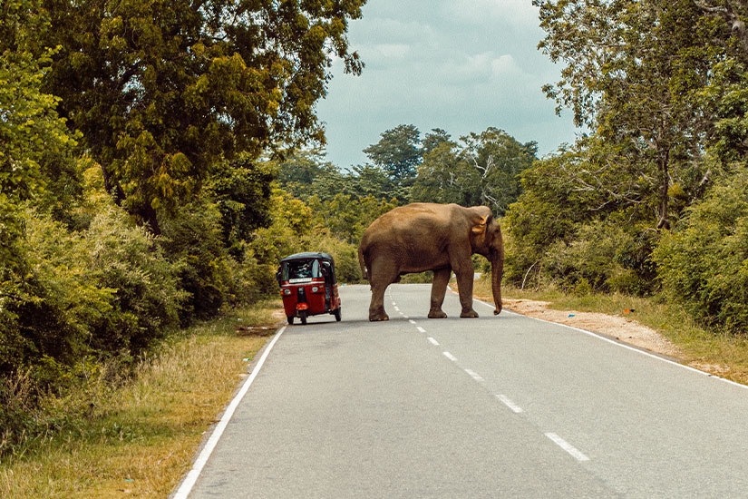 image Sri Lanka scene de route as_473172691