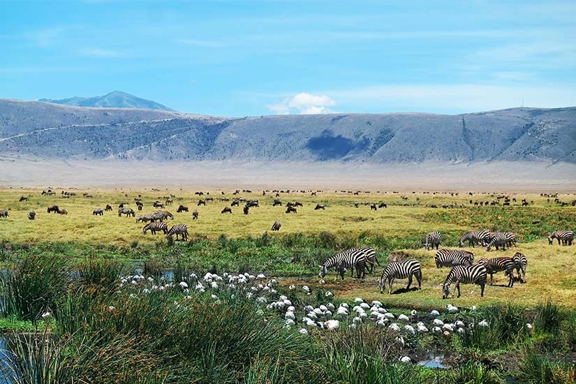 image Tanzanie Le Ngorongoro zebres as_74681870