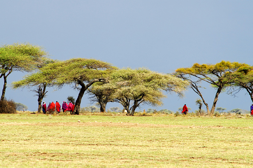 image Tanzanie guerriers Masai it_157188401