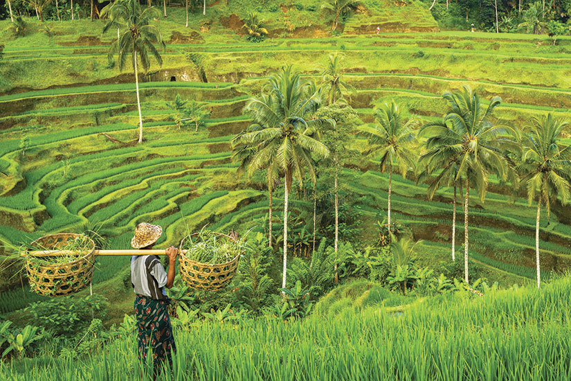 image Vietnam Bali Sapa riziere en terrase  fo