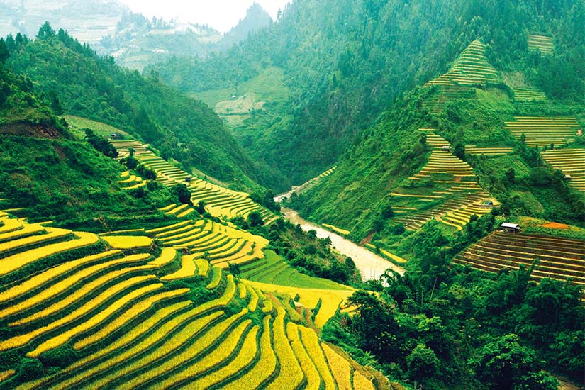 image Vietnam Sapa rizieres terrasse as_45685566