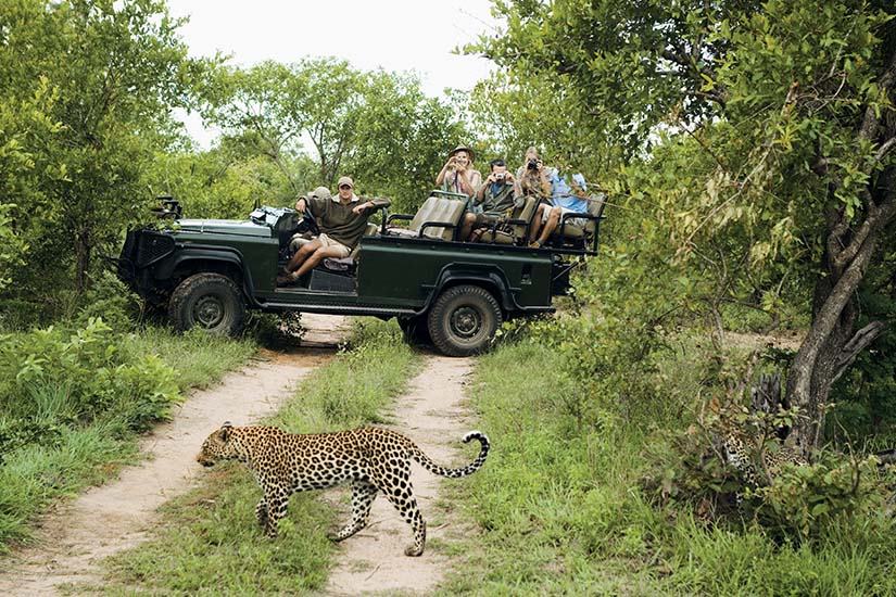 circuit afrique du sud parc kruger safari leopard as_310681267