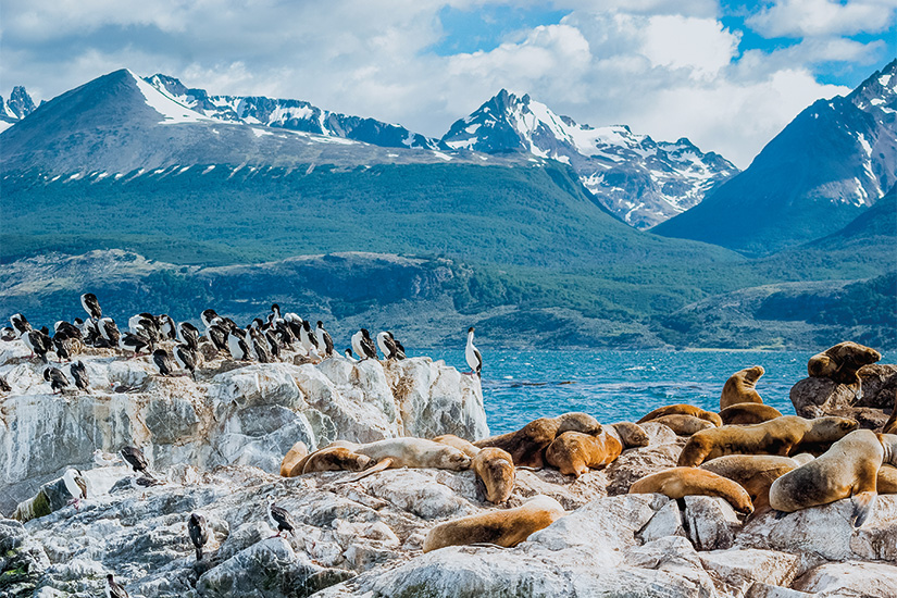 argentine ushuaia lions de mer dans le canal de beagle 20 as_268403515