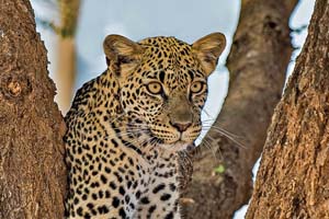kenya reserve national samburu leopard is_1438802833