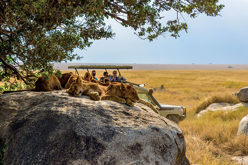 tanzanie safari dans le parc national du serengeti as_372703069