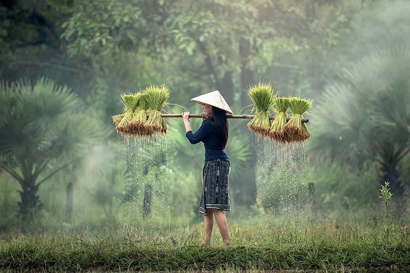 vietnam culture du riz as_117899593