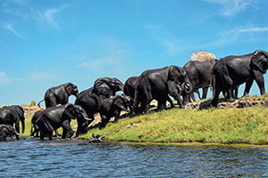 botswana parc national de chobe paysage d elephant  it