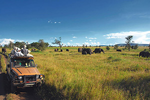 tanzanie serengeti safari  it